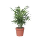 Dwergpalm - Chamaedorea elegans - Hoogte 30-40cm - ⌀12cm