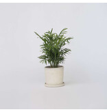 Dwergpalm - Chamaedorea elegans - Hoogte 30-40cm - ⌀12cm
