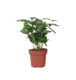 Koffieplant - Coffea arabica - Hoogte 25-40cm - ⌀12cm