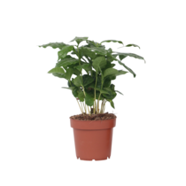 Koffieplant - Coffea arabica - Hoogte 25-40cm - ⌀12cm