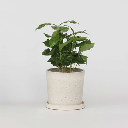 Koffieplant - Coffea arabica - Hoogte 25-40cm - ⌀12cm