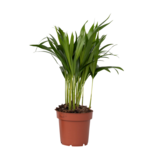 Areca goudpalm - Dypsis lutescens - Hoogte 30-45cm - ⌀12cm