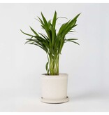 Areca goudpalm - Dypsis lutescens - Hoogte 30-45cm - ⌀12cm