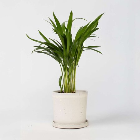 Areca goudpalm - Dypsis lutescens - Hoogte 30-45cm - ⌀12cm