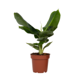 Bananenplant - Musa 'Oriental Dwarf' - Hoogte 25-40cm - ⌀12cm