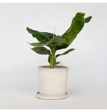 Bananenplant - Musa 'Oriental Dwarf' - Hoogte 25-40cm - ⌀12cm