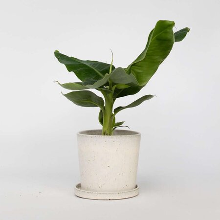 Bananenplant - Musa 'Oriental Dwarf' - Hoogte 25-40cm - ⌀12cm