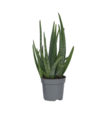 Aloë vera - Aloe barbadensis - Hoogte 25-40cm - ⌀10,5cm