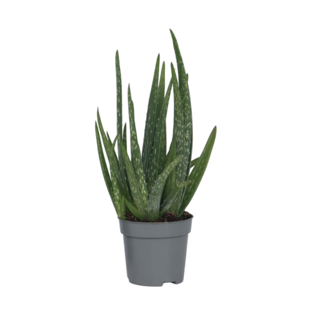 Aloë vera - Aloe barbadensis - Hoogte 25-40cm - ⌀10,5cm