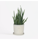 Aloë vera - Aloe barbadensis - Hoogte 25-40cm - ⌀10,5cm