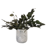 Droogbloemen - Eucalyptus stuartiana