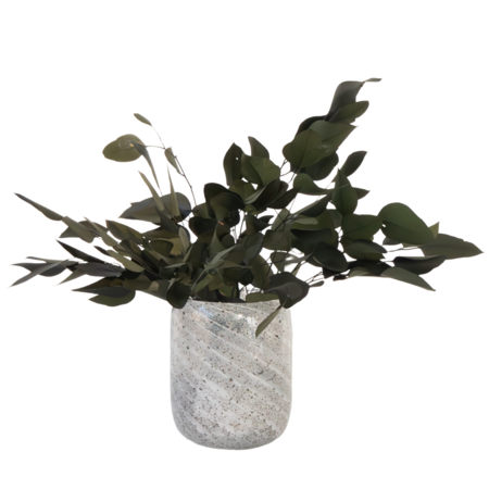 Droogbloemen - Eucalyptus stuartiana