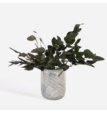 Droogbloemen - Eucalyptus stuartiana