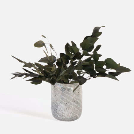 Droogbloemen - Eucalyptus stuartiana