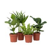 Kamerplanten - Set van 4 - Areca Asplenium Clusia Musa - Hoogte 25-40cm - ⌀12cm
