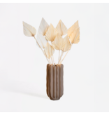 Droogbloemen - Set van 10 - Boeket 'Palmspear Bleached White' - Droogbloemen