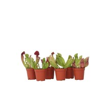 Trompetbekerplant - Set van 6 - Sarracenia purpurea - Hoogte 15-20cm - ⌀5,5cm