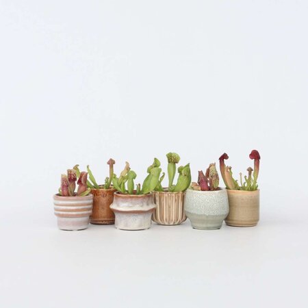 Trompetbekerplant - Set van 6 - Sarracenia purpurea - Hoogte 15-20cm - ⌀5,5cm