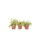 Venus vliegenvanger - Set van 6 - Dionaea muscipula - Hoogte 5-15cm - ⌀5,5cm