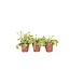 Venus vliegenvanger - Set van 6 - Dionaea muscipula - Hoogte 5-15cm - ⌀5,5cm