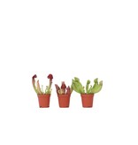 Trompetbekerplant - Set van 3 - Sarracenia purpurea - Hoogte 10cm - ⌀5,5cm