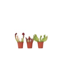 Trompetbekerplant - Set van 3 - Sarracenia purpurea - Hoogte 10cm - ⌀5,5cm