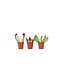 Trompetbekerplant - Set van 3 - Sarracenia purpurea - Hoogte 10cm - ⌀5,5cm