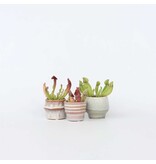 Trompetbekerplant - Set van 3 - Sarracenia purpurea - Hoogte 10cm - ⌀5,5cm