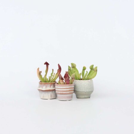 Trompetbekerplant - Set van 3 - Sarracenia purpurea - Hoogte 10cm - ⌀5,5cm