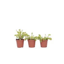 Venus vliegenvanger - Set van 3 - Dionaea muscipula - Hoogte 5-15cm - ⌀5,5cm