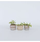 Venus vliegenvanger - Set van 3 - Dionaea muscipula - Hoogte 5-15cm - ⌀5,5cm