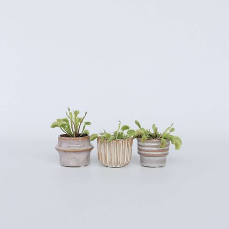 Venus vliegenvanger - Set van 3 - Dionaea muscipula - Hoogte 5-15cm - ⌀5,5cm