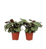 Amagris - Set van 2 - Ctenanthe Burle-Marxii - Hoogte 25-35cm - ⌀14cm
