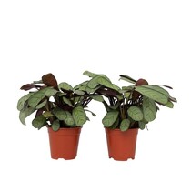 Amagris - Set van 2 - Ctenanthe Burle-Marxii - Hoogte 25-35cm - ⌀14cm