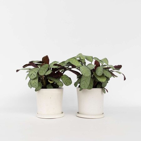 Amagris - Set van 2 - Ctenanthe Burle-Marxii - Hoogte 25-35cm - ⌀14cm