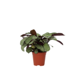 Amagris - Ctenanthe burle-marxii - Hoogte 25-35cm - ⌀14cm