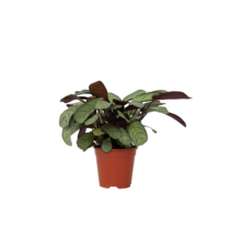 Amagris - Ctenanthe burle-marxii - Hoogte 25-35cm - ⌀14cm