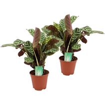 Gebedsplant - Set van 2 - Ctenanthe 'burle-marxii' - Hoogte 30-40cm - ⌀14cm