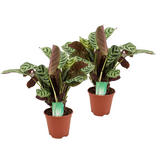 Gebedsplant - Set van 2 - Ctenanthe 'burle-marxii' - Hoogte 30-40cm - ⌀14cm