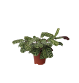 Gebedsplant - Ctenanthe 'burle-marxii' - Hoogte 30-40cm - ⌀14cm