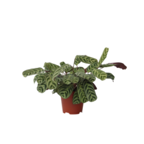 Gebedsplant - Ctenanthe 'burle-marxii' - Hoogte 30-40cm - ⌀14cm