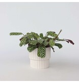 Gebedsplant - Ctenanthe 'burle-marxii' - Hoogte 30-40cm - ⌀14cm