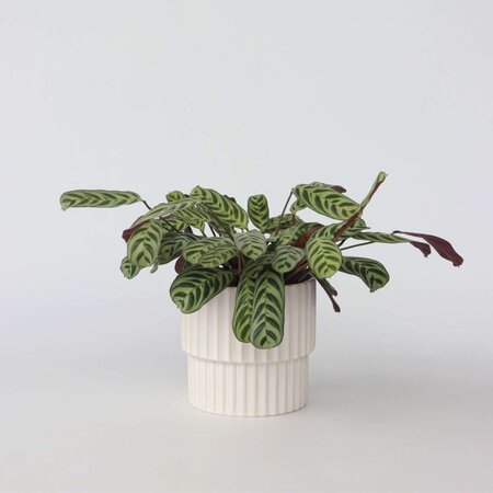 Gebedsplant - Ctenanthe 'burle-marxii' - Hoogte 30-40cm - ⌀14cm