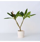 Frangipani wit - Plumeria rubra 'White' - Hoogte 55-70cm - ⌀17cm