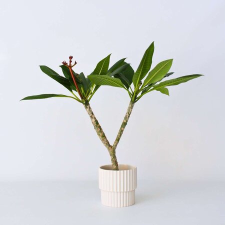 Frangipani wit - Plumeria rubra 'White' - Hoogte 55-70cm - ⌀17cm