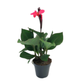 Bloemriet - Canna 'Cannova' - Hoogte 35-45cm - ⌀17cm