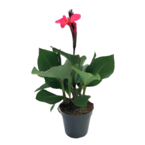 Bloemriet - Canna 'Cannova' - Hoogte 35-45cm - ⌀17cm
