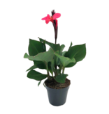Bloemriet - Canna 'Cannova' - Hoogte 35-45cm - ⌀17cm