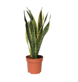 Vrouwentong - Sansevieria trifasciata Laurentii - Hoogte 40-50cm - ⌀14cm