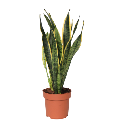 Vrouwentong - Sansevieria trifasciata Laurentii - Hoogte 40-50cm - ⌀14cm